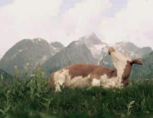 Kuh im Berchtesgadener Land auf Wiese vor Bergen