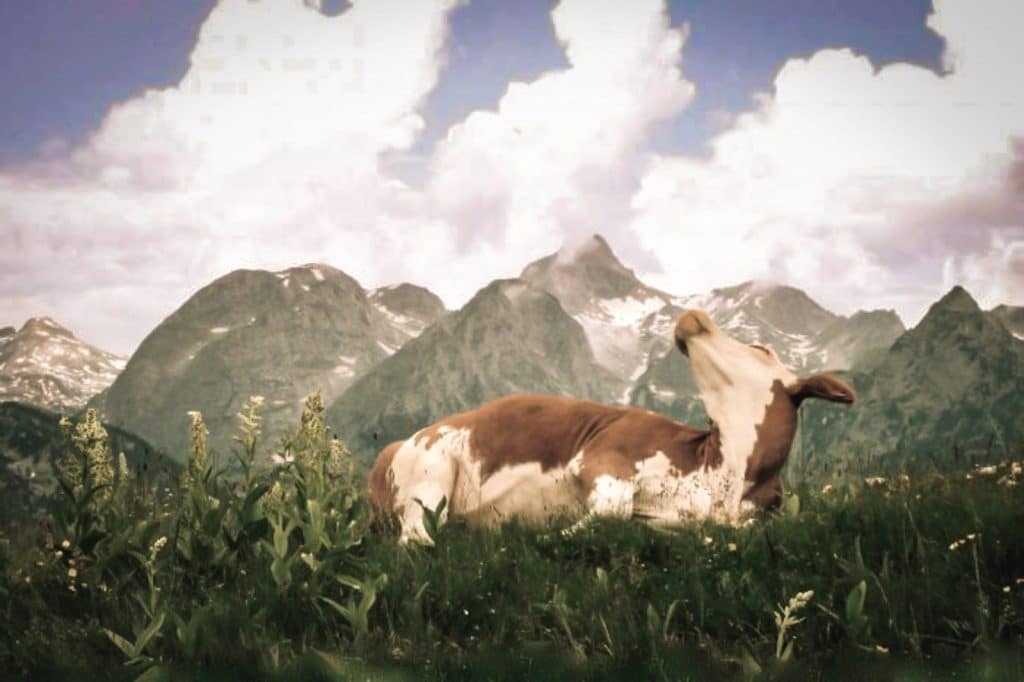 Kuh im Berchtesgadener Land auf Wiese vor Bergen
