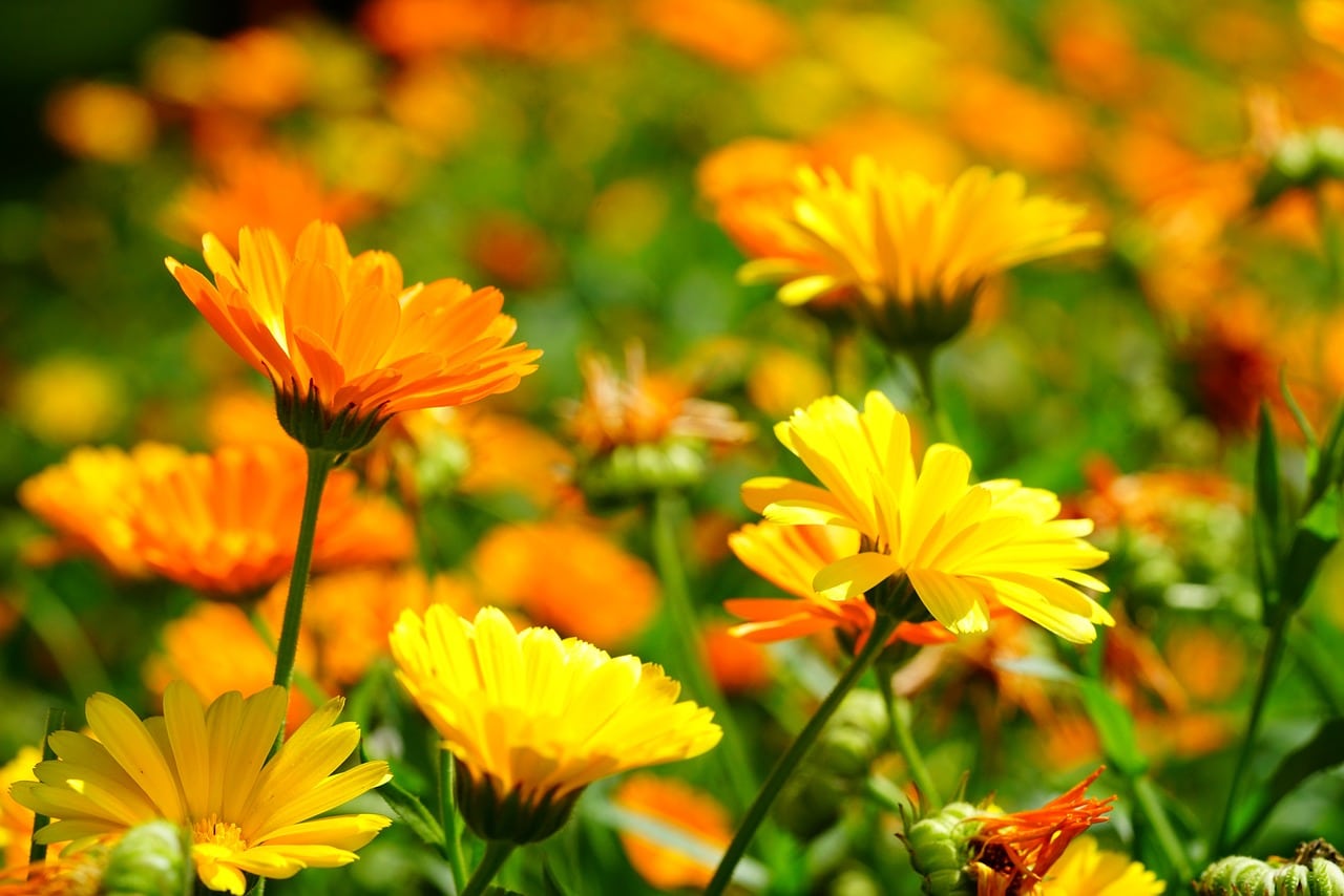 Die Ringelblume – eine heilkräftige Sonnenanbeterin